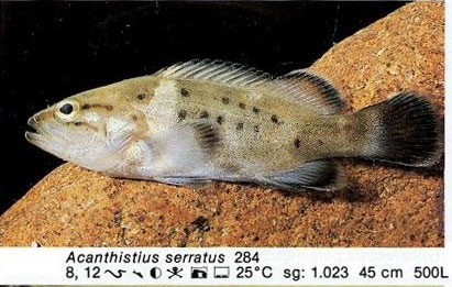 Acanthistius serratus